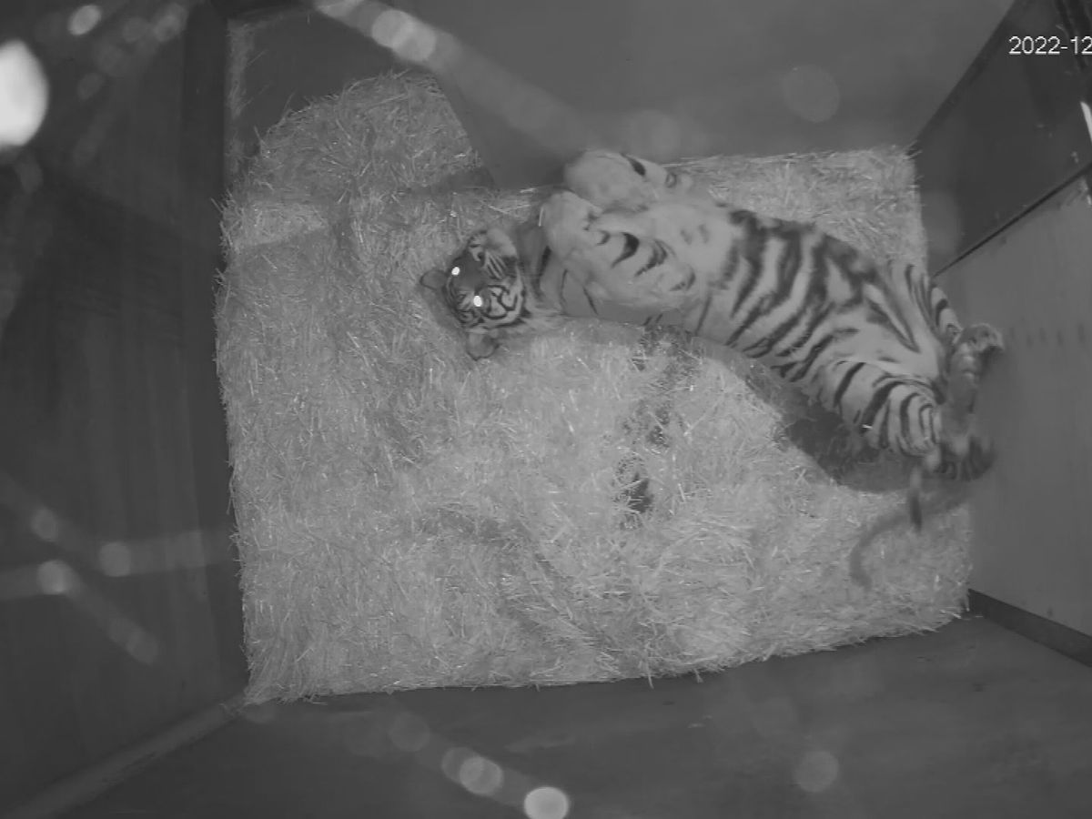 Tiger Cubs at Play, Sumatran Tiger cubs play-fighting at Au…