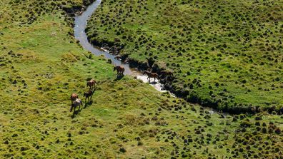 Wild Brumbies seen in the park from a NSW National Parks and Wildlife Service helicopter.