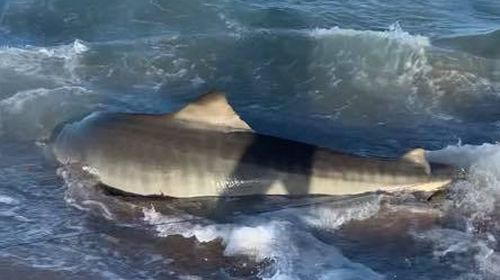 Group of mates rescue ten-foot tiger shark off Queensland beach