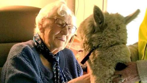 Lifeline Gippsland staff used Harold the alpaca to visit aged care homes and communities at risk of mental health issues. (Facebook)