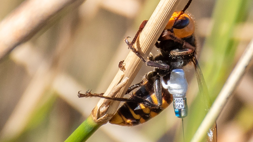 Tracking devices were fitted on an Asian Giant Hornet last year in an attempt to find its nest. (Karla Salp/Washington Dept. of Agriculture via AP)