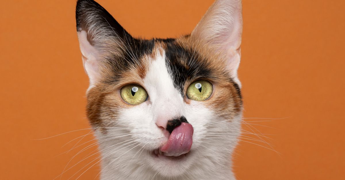 Why do cats lick you? Expert reveals surprising reason