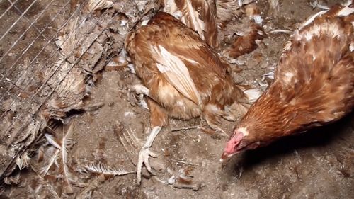 One of the NSW Hen Rescue campaigners told 9NEWS they were working to ensure the best outcome for the hens. Picture: Supplied