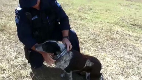 Max is presented with his police dog collar. (Queensland Police Service)