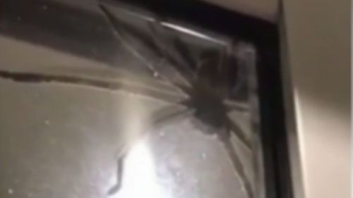 The eight-legged freak terrifed Ms Ansell and hundreds of social media users. (Supplied)