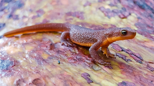 Bogusis accidently handled an orange-bellied salamander in Canada not realising it was one of the most toxic animals in North America. 