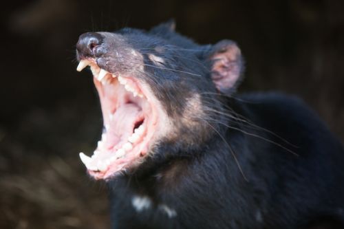Tasmanian Devil