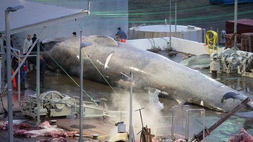 An Icelandic whaling company has been accused of deliberately killing an endangered blue whale – possibly the first in 40 years. Image: Facebook/Hard to Port