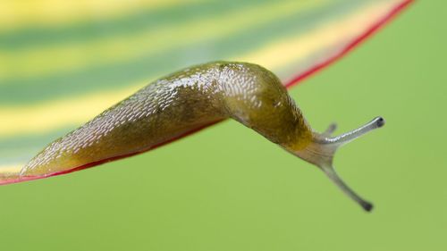 Slug blamed for power outage that brought Japan's high-speed rail network to a standstill