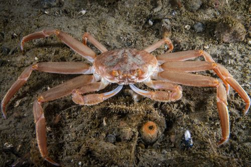 A snow crab seen underwater in the St. Lawrence River in Canada.