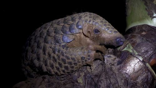 Pangolins are the only mammals on Earth with scales.