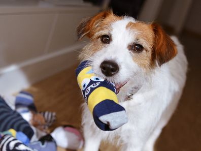 dog stealing socks iStock photo