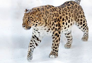 What is the conservation status of the Amur leopard?