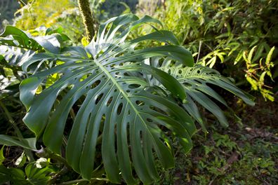 Monstera