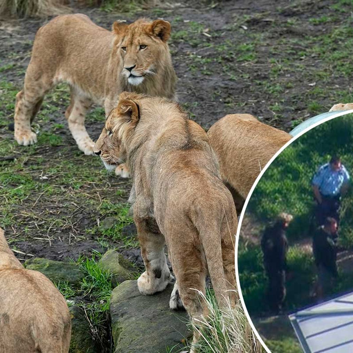 Taronga Zoo Sydney update: Guests told to 'run' after five lions broke free  of enclosure