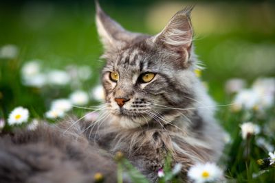 (Cats) 6: Maine Coon