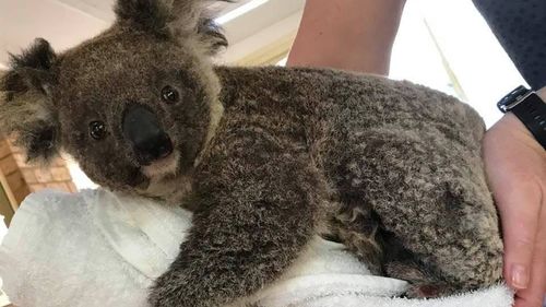 ember koala