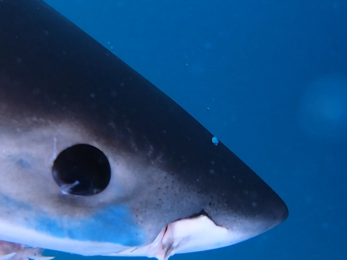 Frilled shark: Australian fishermen capture terrifying shark from the deep, The Independent