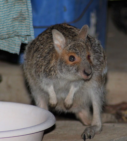 WIRES said animals are 'sheltering in unusual places' to escape the floods.