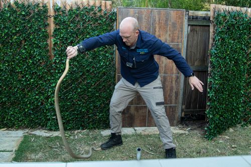 The monster brown snake was was removed from the yard yesterday morning. 