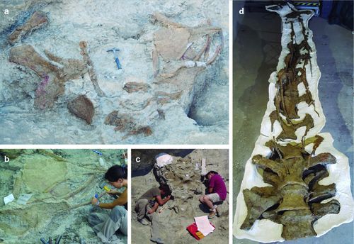 Images of different fossil remains of Abditosaurus kuehne at the Orcau-1 site (a), the excavation process (b and c) and the neck after fossil preparation (d).
