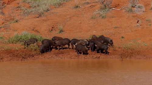 Feral pigs cost up to $106 million per year in crop damage and control measures.