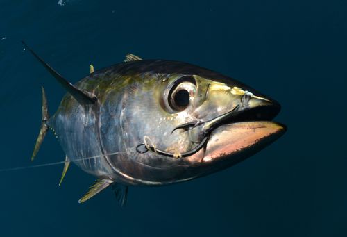 a yellowfin tuna fish with a hook in its mouth from fishing