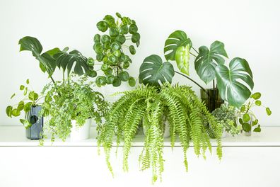 indoor plants