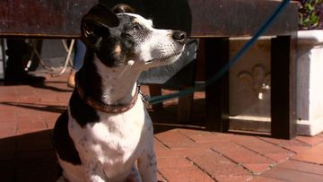 Jake the Jack Russell has been reunited with his owners after being snatched from a supermarket.