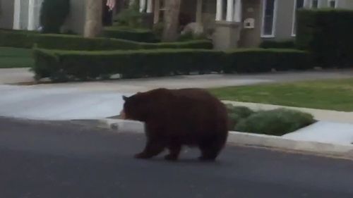 The bear seemed calm and was likely looking for food after waking from hibernation. 