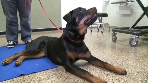 US dog’s crushed skull rebuilt after car accident