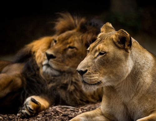 African lion Amani died at 23 after being put to sleep following her partner Mujambi's death at age 19, Adelaide Zoo confirmed.