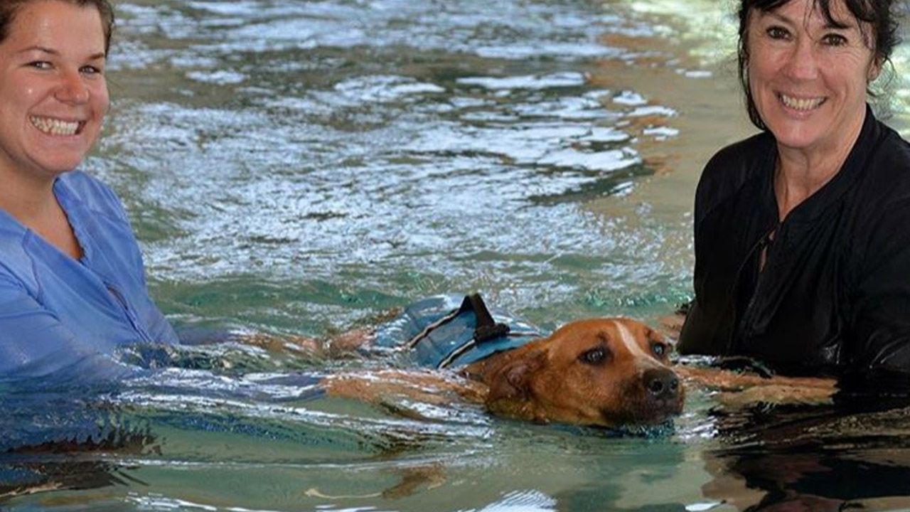 k9 swimming
