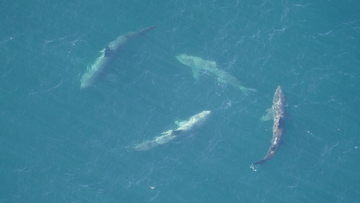 The aerial survey team spotted this group of four basking sharks swimming in a cartwheel formation on October 11, 2022.