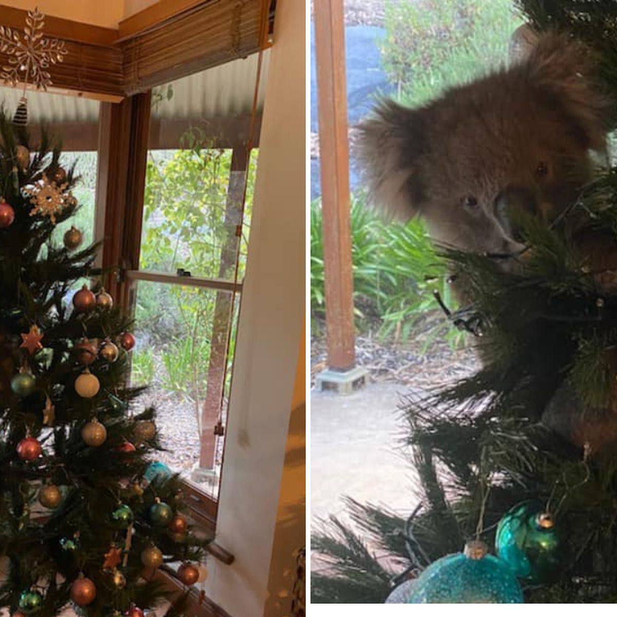 South Australia: Koala Makes Itself At Home In Woman's Christmas Tree After 'Wandering In'