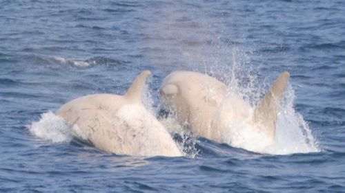 Gojiraiwa Kanko Whale Watching in Japan spotted a rare white orca whale.