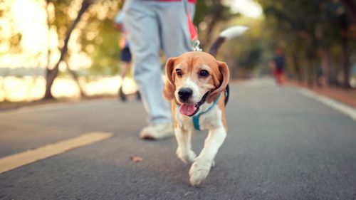 Two Sydney councils want stricter penalties for dog owners.