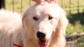 After being missing for six months in the Queensland bush, a three-year-old Maremma sheepdog has miraculously found her way back home. 