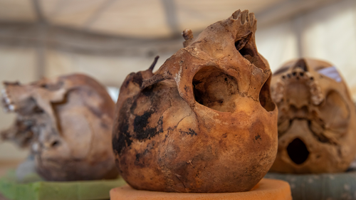 Skulls sit on display in Saqqara, south of Cairo, Egypt, Sunday, January 17, 2021. (AP Photo/Nariman El-Mofty)