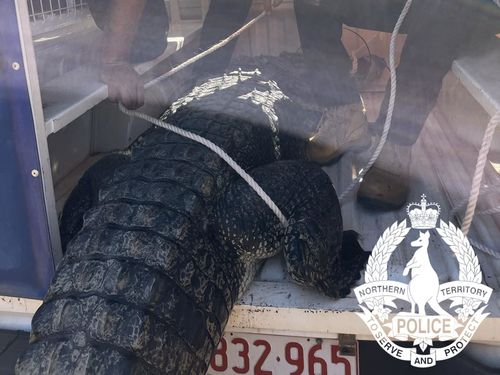 A﻿ problem crocodile that ate dogs and lunged at passersby has been killed in a remote town in the Northern Territory.