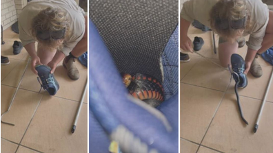 Mullet Mick snake wrangler finds venomous reptile hiding in shoe