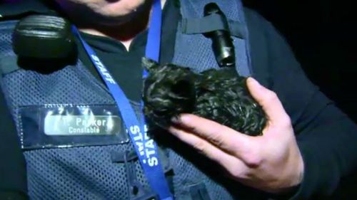 Tiny black kitten rescued from burning bikies clubhouse in Melbourne