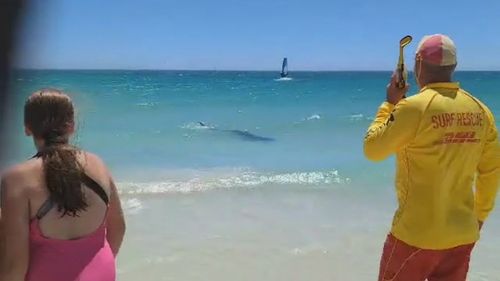 Shark sighted off Whitford dog beach Perth