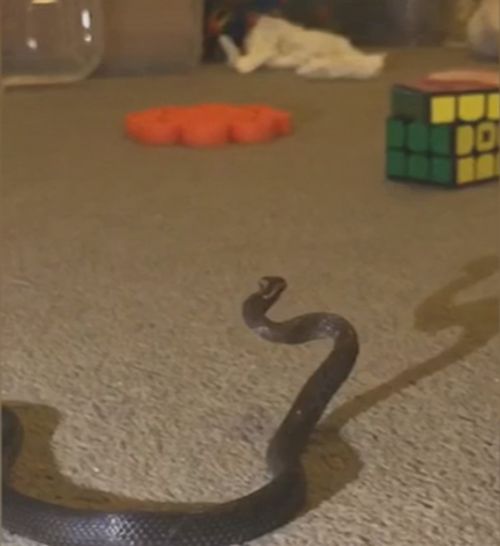 Sydney mum found a snake in her child's bedroom.