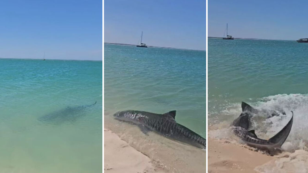 Shark Fishing from the Perth Shores in Australia