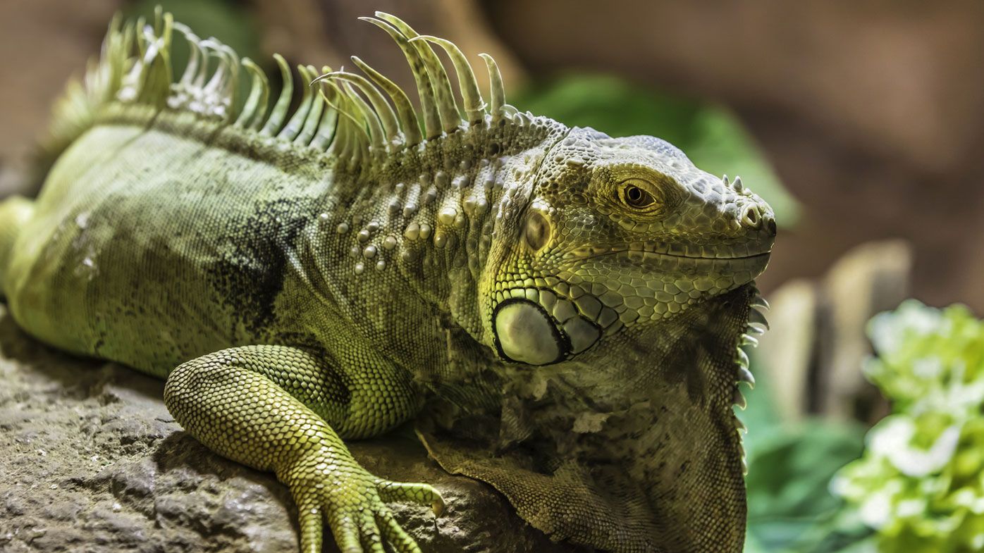 Florida in the grips of an iguana invasion