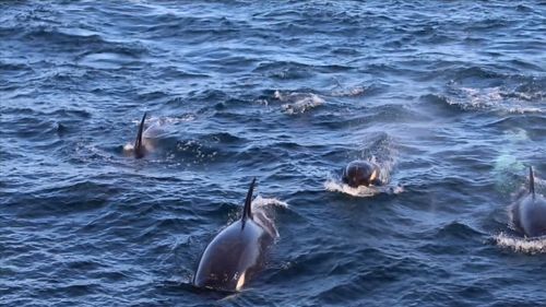 A pod of 50 killer whales spotted off Botany Bay in Sydney, which is a rare sight. Picture: 9NEWS