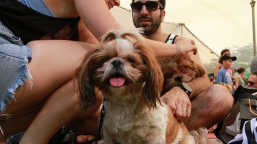 Tel Aviv claims to be one of the most dog-friendly places on earth. (AFP)