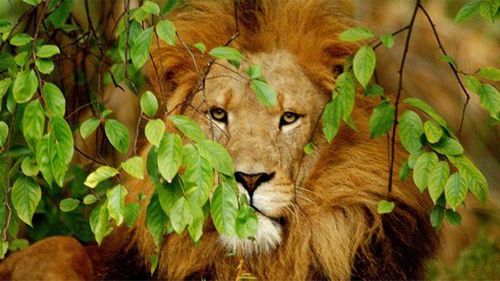 Perth Zoo lion Nelson dies