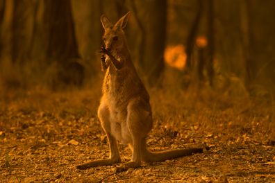 A wallaby licks burnt limbs after escaping from the Liberation Trail fire outside Nana Glen